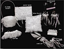 7 Piece Bridal Set CA5590